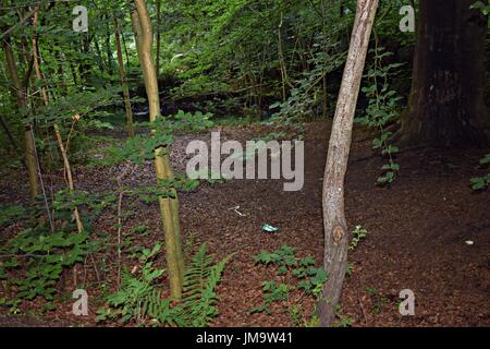 Zufallsbilder der Natur im Wald Stockfoto