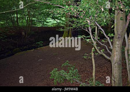 Zufallsbilder der Natur im Wald Stockfoto