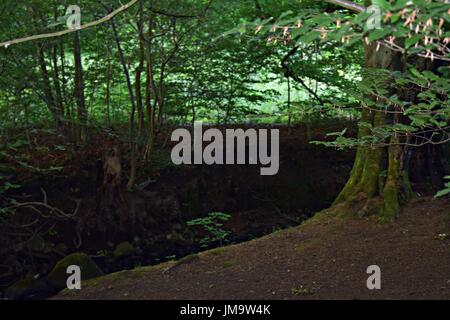 Zufallsbilder der Natur im Wald Stockfoto