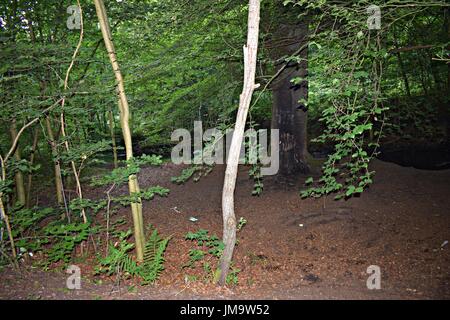 Zufallsbilder der Natur im Wald Stockfoto