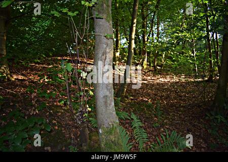 Zufallsbilder der Natur im Wald Stockfoto