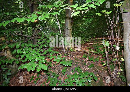 Zufallsbilder der Natur im Wald Stockfoto