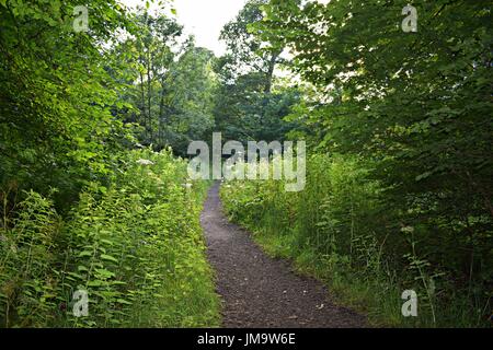 Zufallsbilder der Natur im Wald Stockfoto