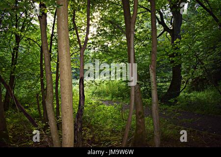 Zufallsbilder der Natur im Wald Stockfoto