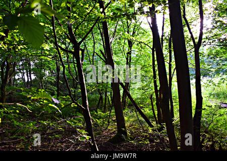 Zufallsbilder der Natur im Wald Stockfoto