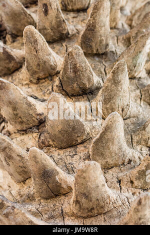 Nahaufnahme Cycad Palme Baum Textur Stockfoto