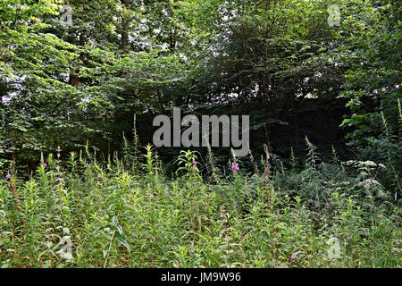 Zufallsbilder der Natur im Wald Stockfoto