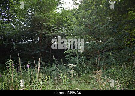 Zufallsbilder der Natur im Wald Stockfoto