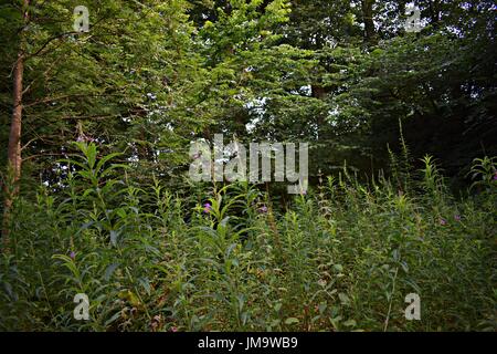 Zufallsbilder der Natur im Wald Stockfoto