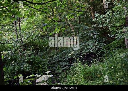 Zufallsbilder der Natur im Wald Stockfoto