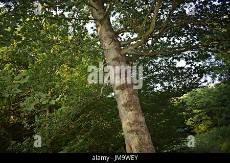 Zufallsbilder der Natur im Wald Stockfoto