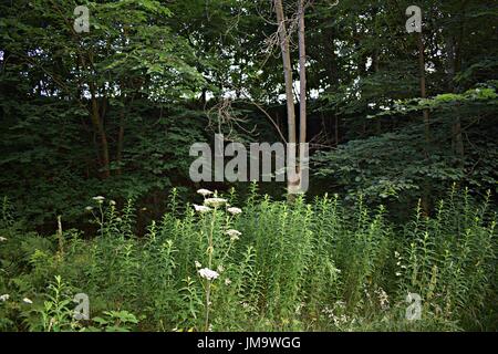 Zufallsbilder der Natur im Wald Stockfoto