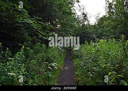 Zufallsbilder der Natur im Wald Stockfoto