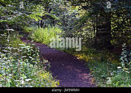Zufallsbilder der Natur im Wald Stockfoto