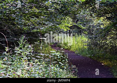 Zufallsbilder der Natur im Wald Stockfoto