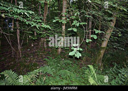 Zufallsbilder der Natur im Wald Stockfoto