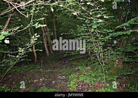 Zufallsbilder der Natur im Wald Stockfoto