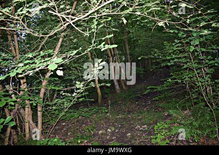 Zufallsbilder der Natur im Wald Stockfoto