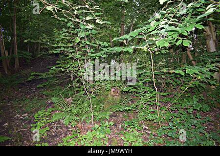 Zufallsbilder der Natur im Wald Stockfoto