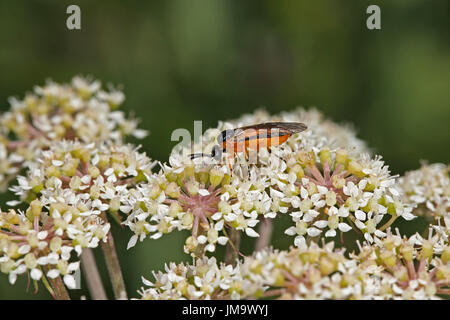 Rübe Blattwespen (Athalia Rosae) auf Stängelpflanzen in Wiese Blume North Wales UK August 57754 Stockfoto