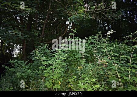 Zufallsbilder der Natur im Wald Stockfoto