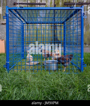 Hennen in zu kleinen blauen Käfig gefangen. Fütterung mit Samen und Wasser Stockfoto