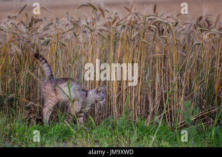 Wachsame Katze mit gewölbten Rücken jagen Mäuse im Weizenfeld in Sommerabend Stockfoto
