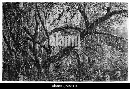 Alte Abbildung der Amazon einheimischer Jagd mit Blasrohr in den Dschungel. Erstellt von Riou, Spielfeld und Gauchard, veröffentlicht am Le Tour du Monde, Paris, 1 Stockfoto