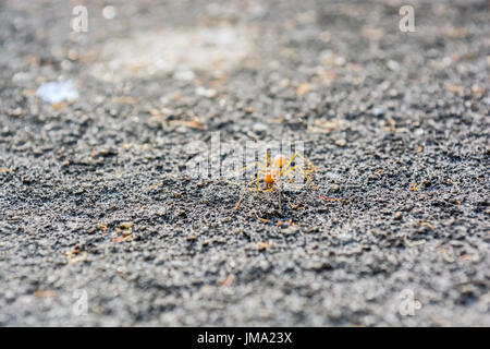 Nahaufnahme der Ameisen waren Klettern Stockfoto