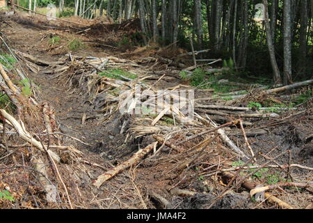 Traktor-Track-Abdrücke im Wald Stockfoto