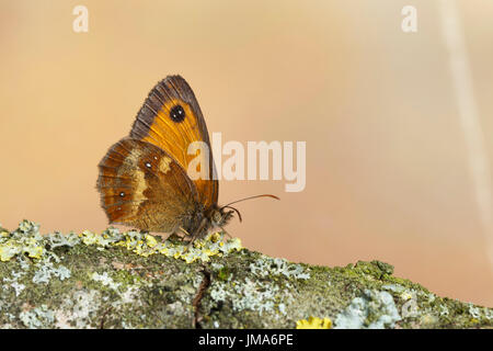 Gatekeeper Schmetterling, oder Hedge braune Schmetterling, Pyronia tithonus, Catbrook, Monmouthshire, Juli. Familie Satyridae. Stockfoto