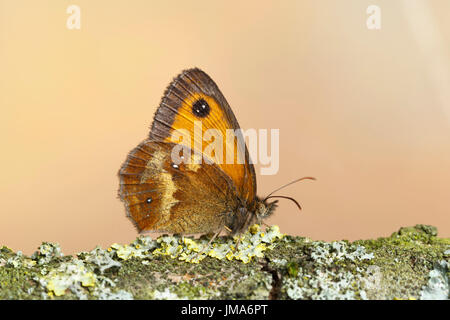 Gatekeeper Schmetterling, oder Hedge braune Schmetterling, Pyronia tithonus, Catbrook, Monmouthshire, Juli. Familie Satyridae. Stockfoto