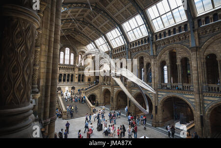 London, UK - 25 Juli, Besucher der neuen Hintze-Halle in das Naturhistorische Museum mit einem Blauwal-Skelett Stockfoto