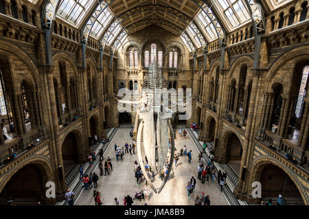 London, UK - 25 Juli, Besucher der neuen Hintze-Halle in das Naturhistorische Museum mit einem Blauwal-Skelett Stockfoto