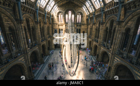 London, UK - 25 Juli, Besucher der neuen Hintze-Halle in das Naturhistorische Museum mit einem Blauwal-Skelett Stockfoto