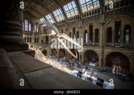 London, UK - 25 Juli, Besucher der neuen Hintze-Halle in das Naturhistorische Museum mit einem Blauwal-Skelett Stockfoto