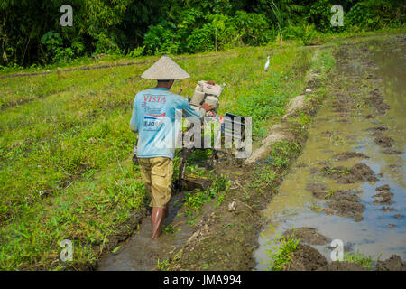 BALI, Indonesien - 5. April 2017: Landwirt Cleanning Bereich einige Reis Samen Pflanzen in einem überschwemmten Land in Terrassen, Ubud, Bali, Indonesien Stockfoto