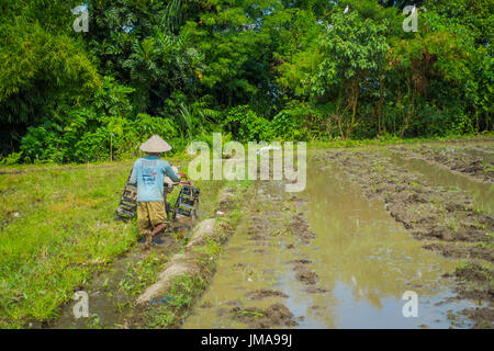 BALI, Indonesien - 5. April 2017: Landwirt Cleanning Bereich einige Reis Samen Pflanzen in einem überschwemmten Land in Terrassen, Ubud, Bali, Indonesien Stockfoto