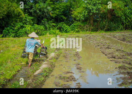 BALI, Indonesien - 5. April 2017: Landwirt Cleanning Bereich einige Reis Samen Pflanzen in einem überschwemmten Land in Terrassen, Ubud, Bali, Indonesien Stockfoto