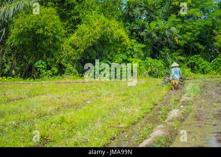 BALI, Indonesien - 5. April 2017: Landwirt Cleanning Bereich einige Reis Samen Pflanzen in einem überschwemmten Land in Terrassen, Ubud, Bali, Indonesien Stockfoto