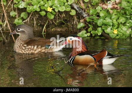 Ein paar Mandarinenten (Aix Galericulata) schwimmen in einen Stream mit einer Kulisse von Schöllkraut Blumen und ihre Spiegelungen im Wasser zeigen. Stockfoto