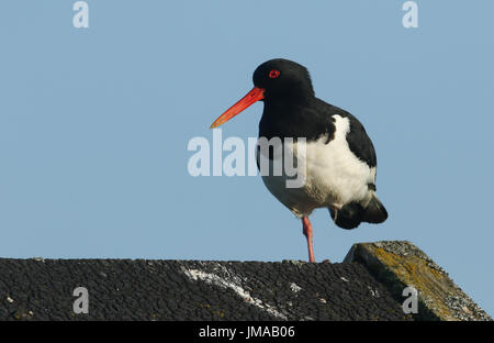 Eine schöne Austernfischer (Haematopus Ostralegus) thront auf einem Dach auf Orkney, Schottland. Stockfoto