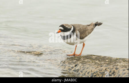 Eine schöne Flussregenpfeifer-Regenpfeifer (Charadrius Hiaticula) thront auf einer Wand in Orkney, Schottland als die Flut kommt. Stockfoto