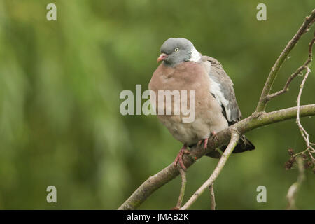 Ein Woodpigeon (Columba Palumbus) thront auf einem Ast eines Baumes. Stockfoto