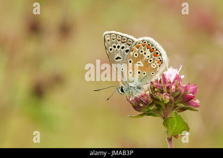 Eine schöne männliche gemeinsame Blue Butterfly (Polyommatus Icarus) thront auf einer Blume. Stockfoto