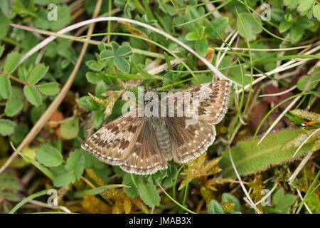 Ein wunderschöner schmuddeligen Skipper Schmetterling (Erynnis Tages) thront auf die Vegetation. Stockfoto