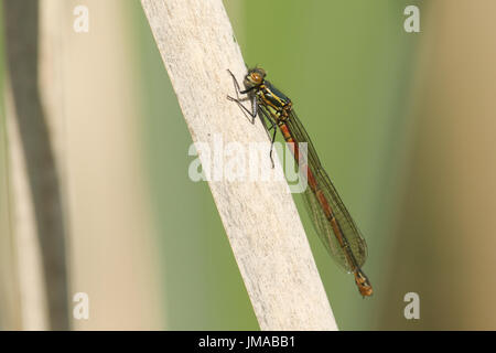 Eine neu entstandene große rote Damselfly (Pyrrhosoma Nymphula) thront auf einem Rohr. Stockfoto