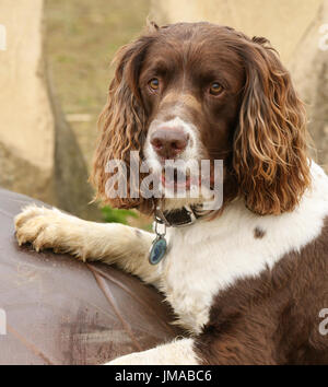 Ein English Springer Spaniel Hund (Canis Lupus Familiaris) mit seinen Pfoten bis auf ein Metall Riesenei mit einem niedlichen Ausdruck auf seinem Gesicht. Stockfoto