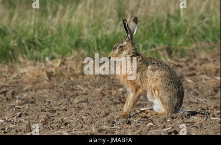 Eine atemberaubende braun Hase (Lepus Europaeus) steht am Rande eines Feldes. Stockfoto