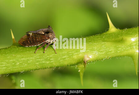 Eine schöne gehörnte Blutzikade (Centrotus Cornutus) auf dem Stamm einer Blackberry-Anlage. Stockfoto